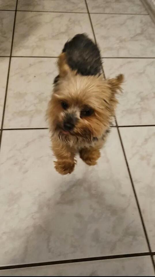 Did You See the Floating Dog? 🐶