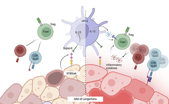 Sugar Cloak Trick Could Stop Type 1 Diabetes