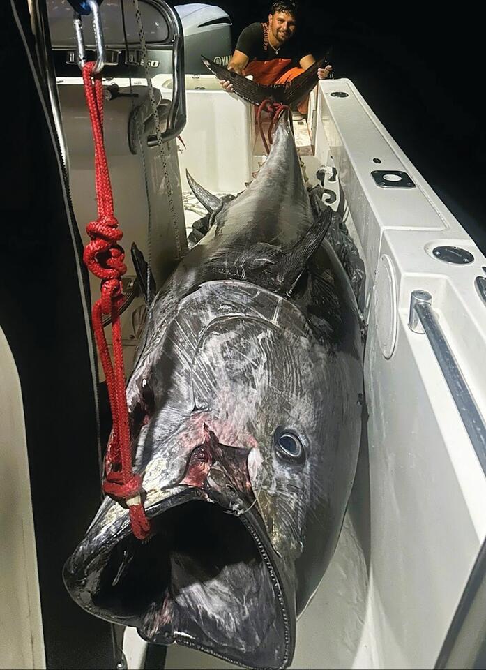 Massive bluefin tuna lands at Narragansett Bay