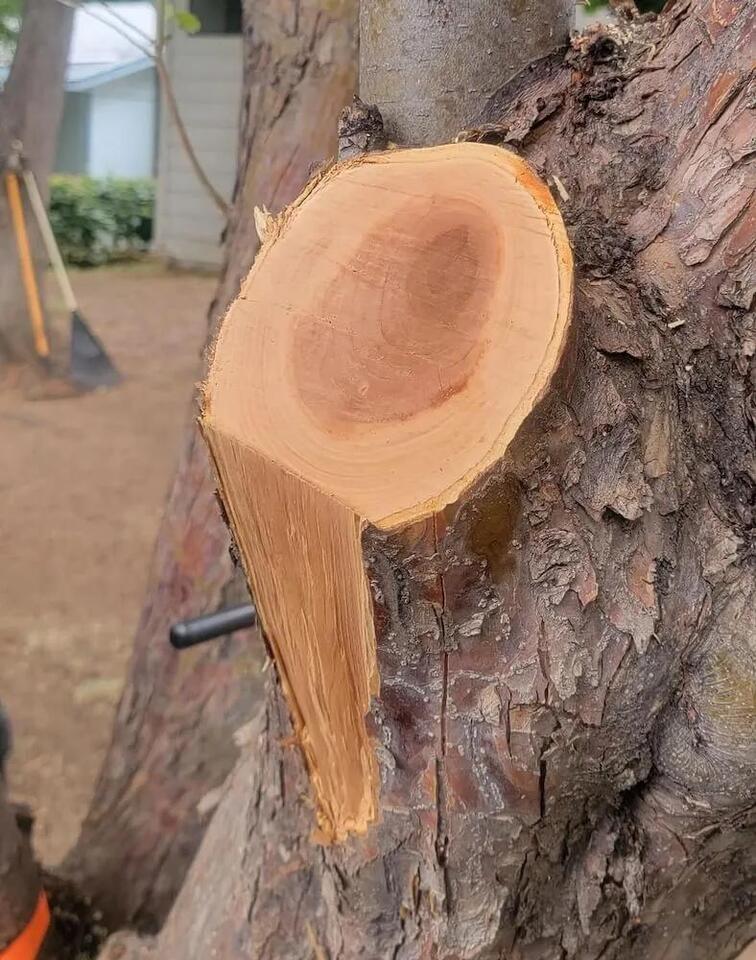 Neighbor’s tree trimming sparks outrage