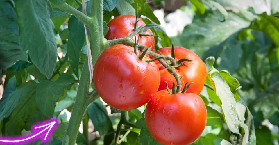 Florida tomato planting secrets for big harvests