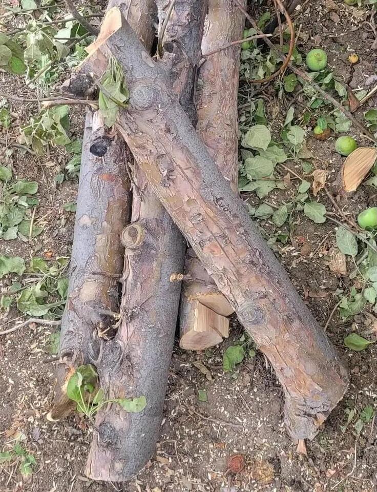 Neighbor’s tree trimming sparks outrage