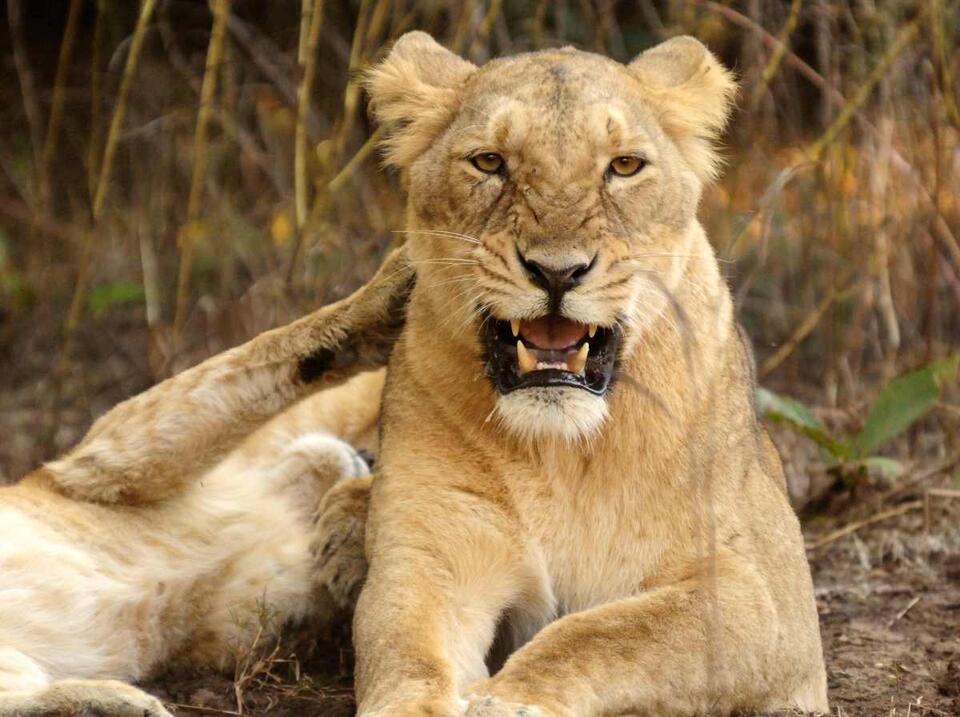 Would You Donate Your Pet to Feed Lions?