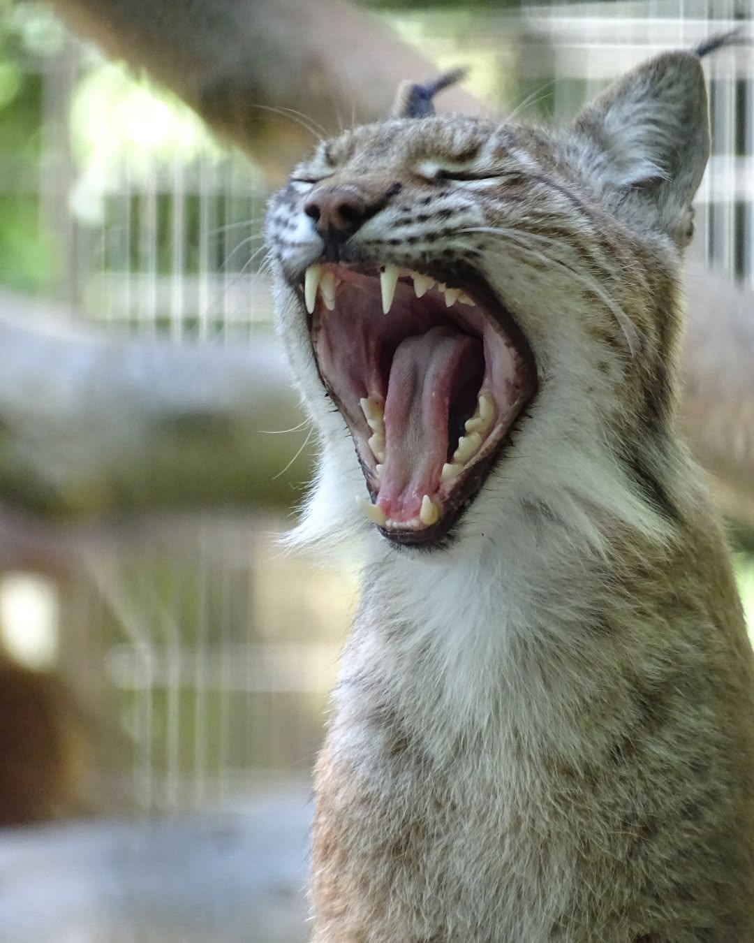 Would You Donate Your Pet to Feed Lions?