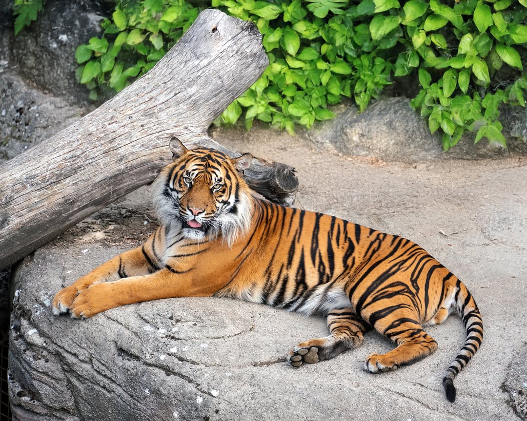 Would You Donate Your Pet to Feed Lions?