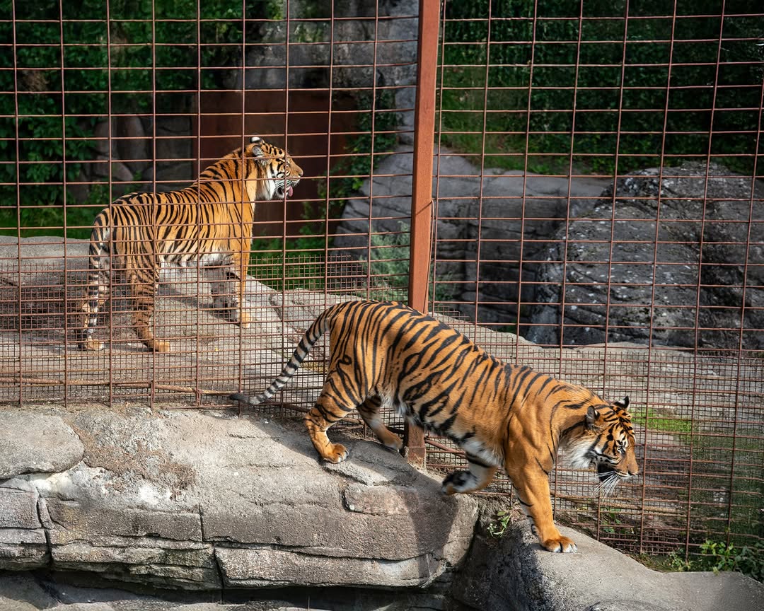 Would You Donate Your Pet to Feed Lions?