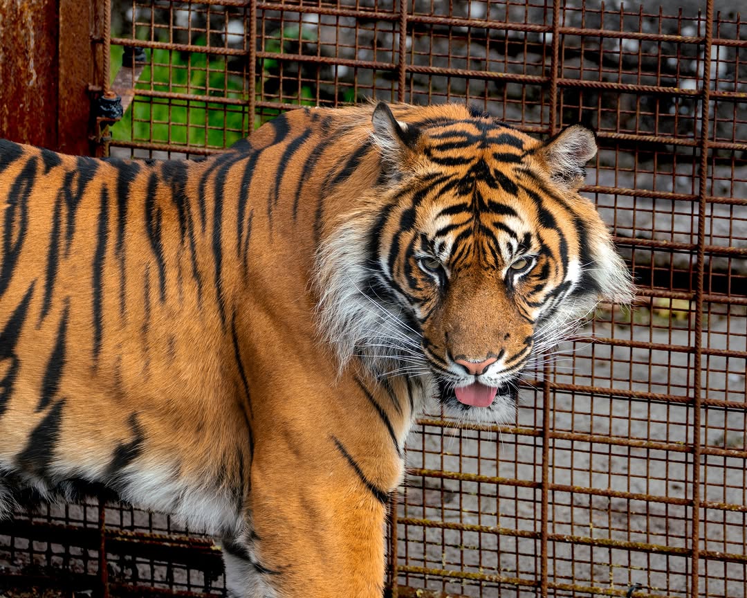 Would You Donate Your Pet to Feed Lions?