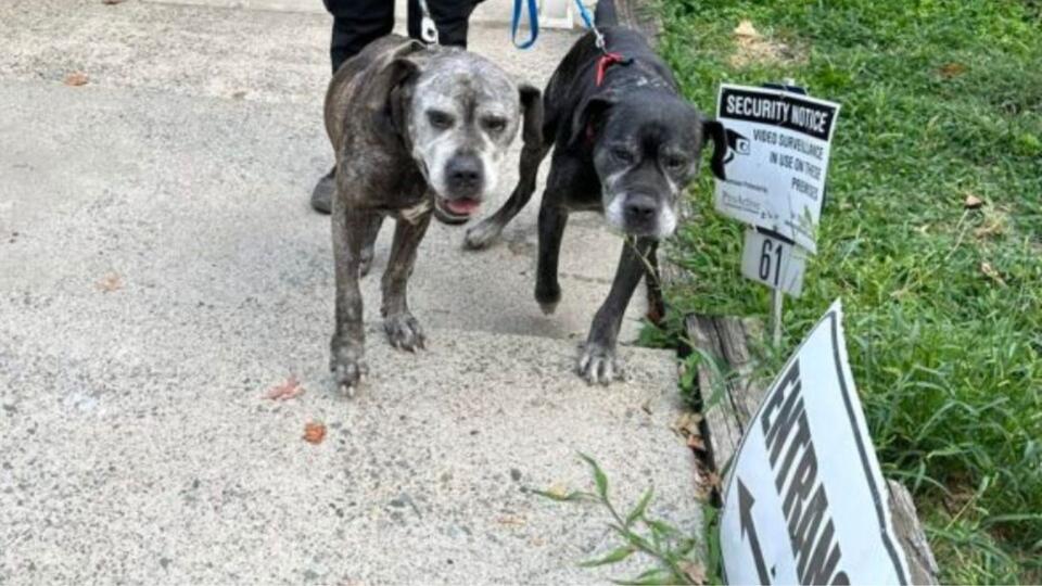 Two dogs’ heartbreak leads to hope in NJ