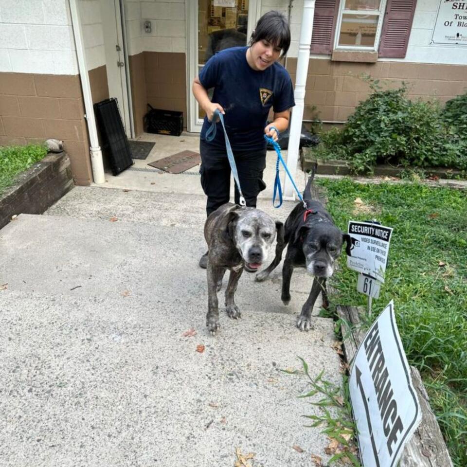 Two dogs’ heartbreak leads to hope in NJ