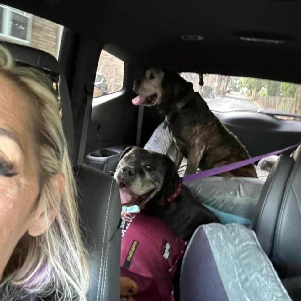Two dogs’ heartbreak leads to hope in NJ