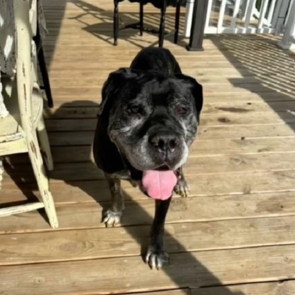 Two dogs’ heartbreak leads to hope in NJ