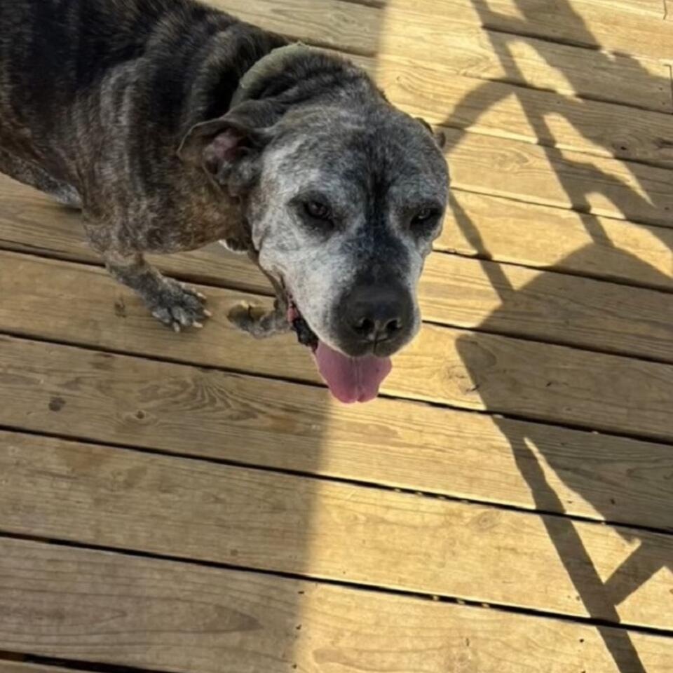 Two dogs’ heartbreak leads to hope in NJ