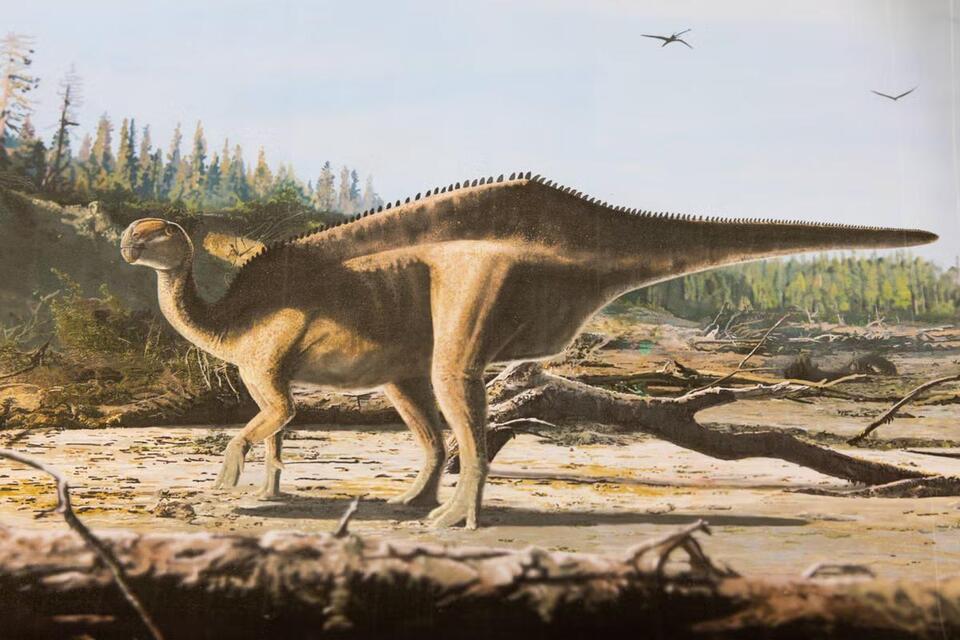 Dino With a Sail: Nature’s Ultimate Flex?