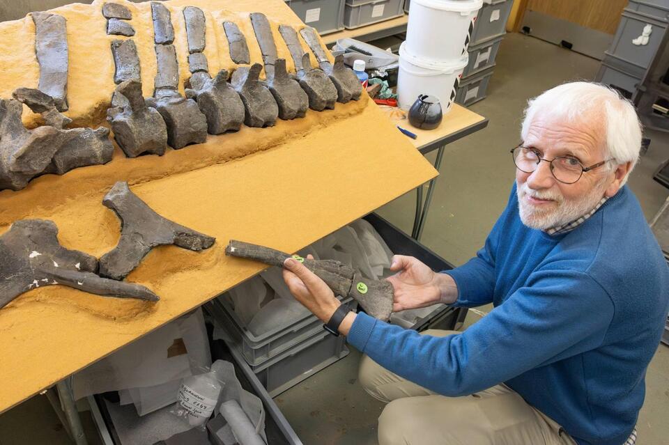 Dino With a Sail: Nature’s Ultimate Flex?