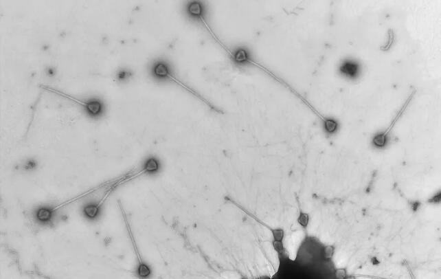 Meet the Virus With a Record-Breaking Tail