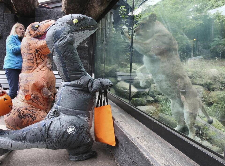 Akron Zoo’s fall fest gets a wild new twist