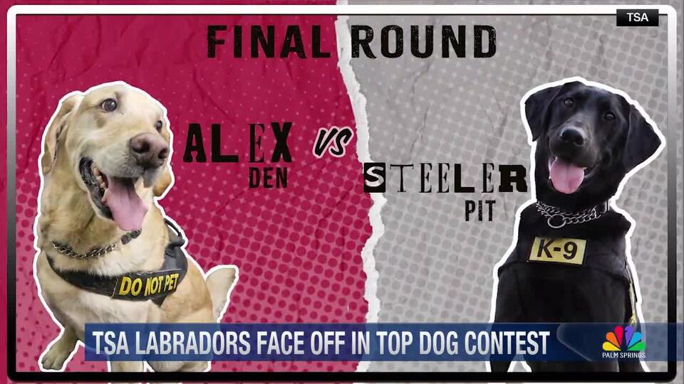 Which TSA pup gets your vote: Alex or Steeler?