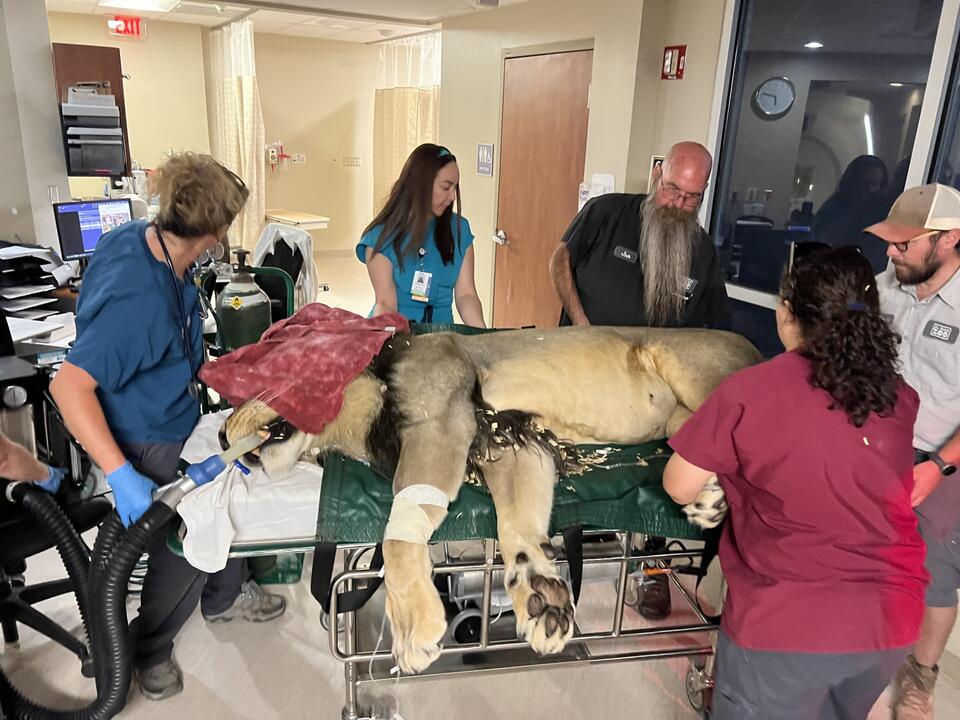 El Paso lion gets high-tech hospital care