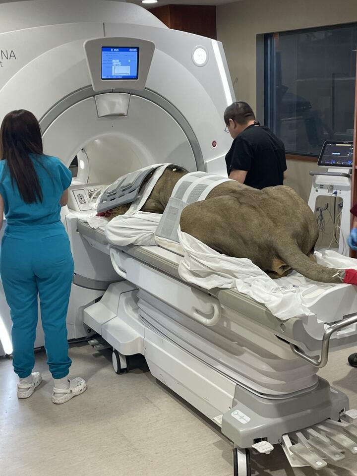 El Paso lion gets high-tech hospital care