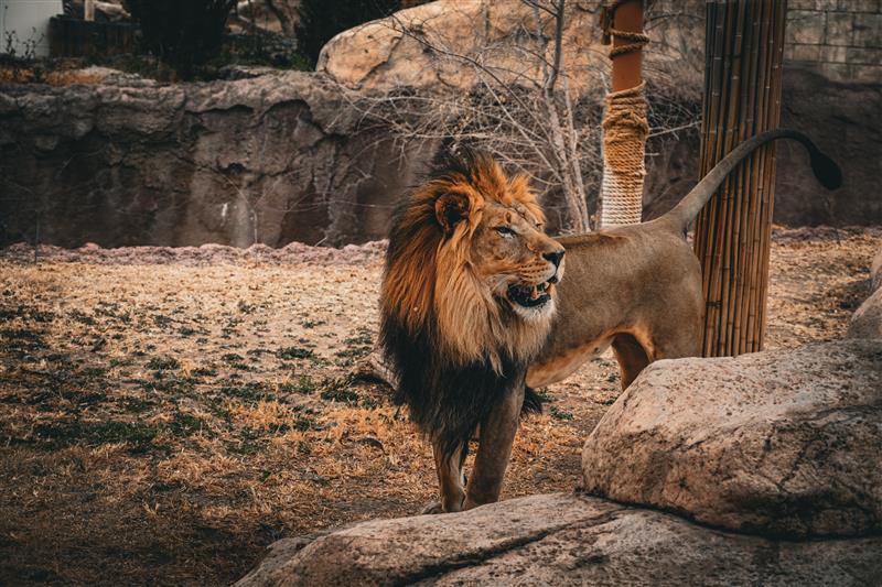 El Paso lion gets high-tech hospital care