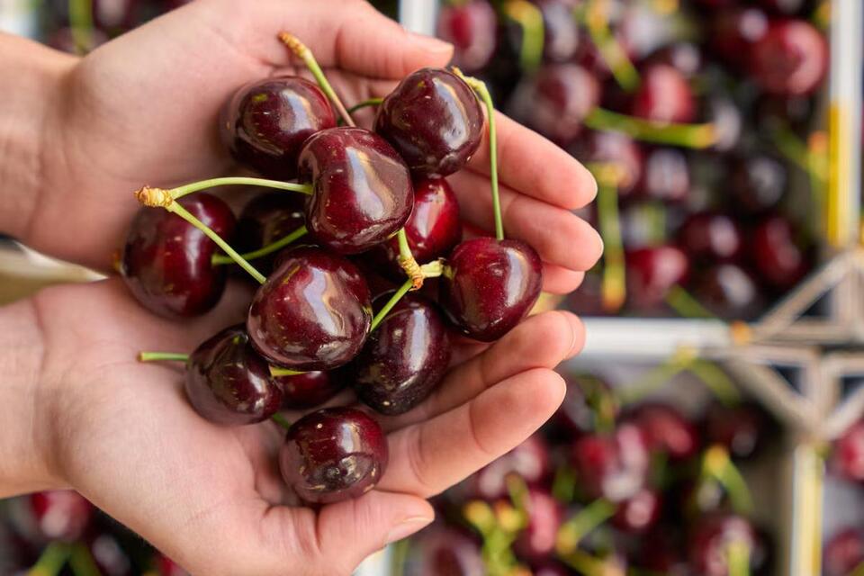 Cherries Powder: The Brain-Boosting Secret?