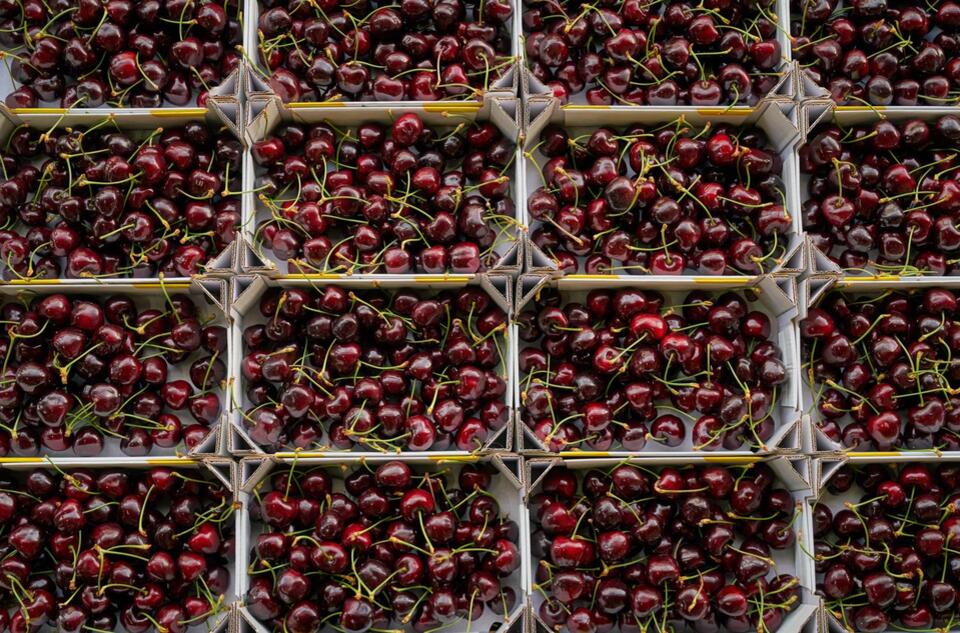 Cherries Powder: The Brain-Boosting Secret?