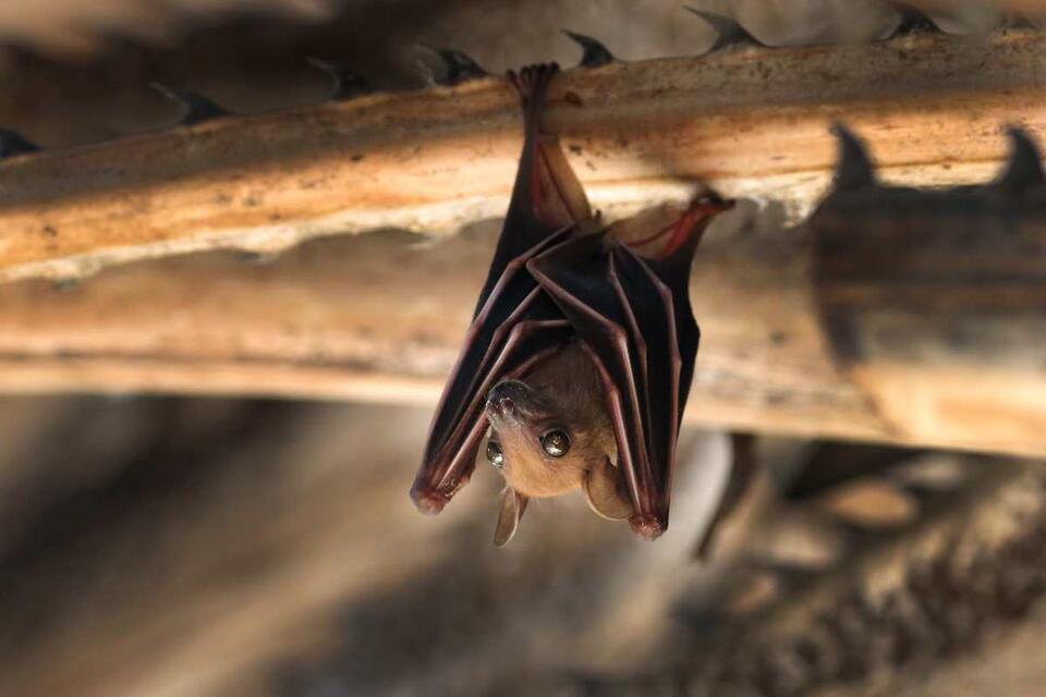 Bat scare at Grand Teton: Rabies risk alert