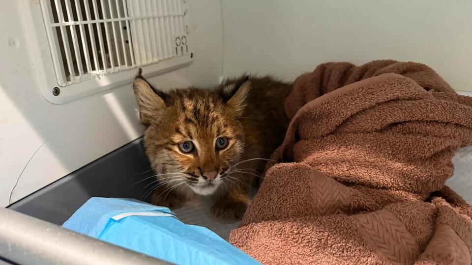 Bobcat rescue sparks talk on rat poison risks