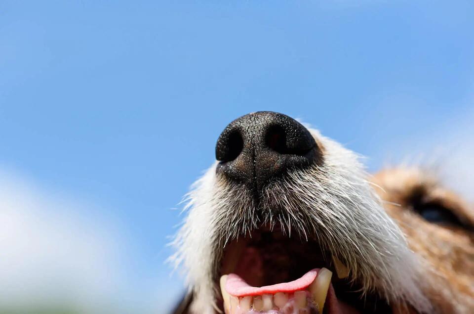 Sniffer Dogs Are Saving Our Lakes!