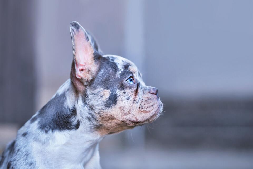 Frenchie Stella’s Lion King Drama 🦁