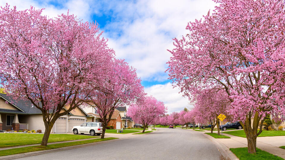 Dogwood Trees: The Secret Struggle
