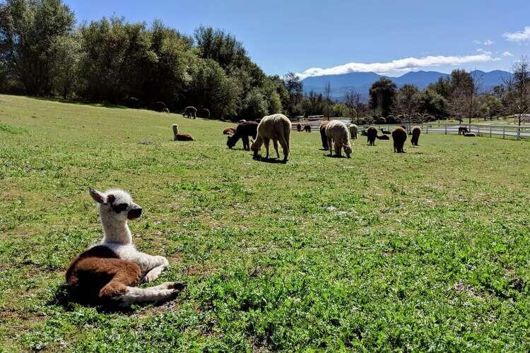 NorCal ranchers shaken after alpaca tragedy