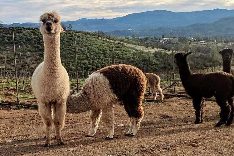 NorCal ranchers shaken after alpaca tragedy