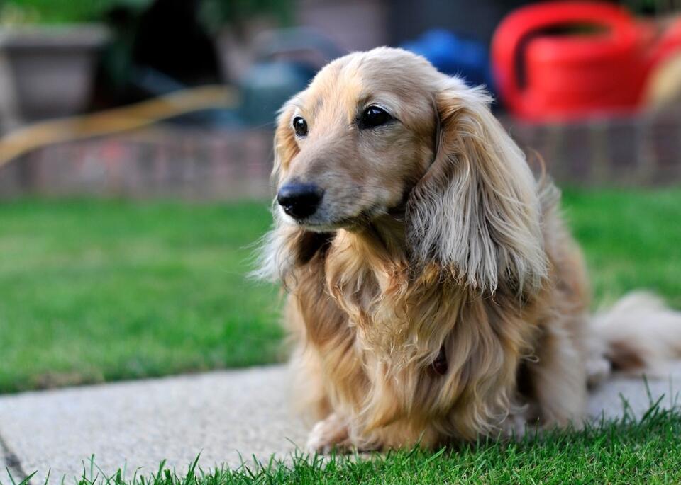 Dachshund’s Vet Toy Turns Into BFF