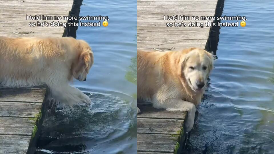Golden Retriever Outsmarts 'No Swimming' Rule