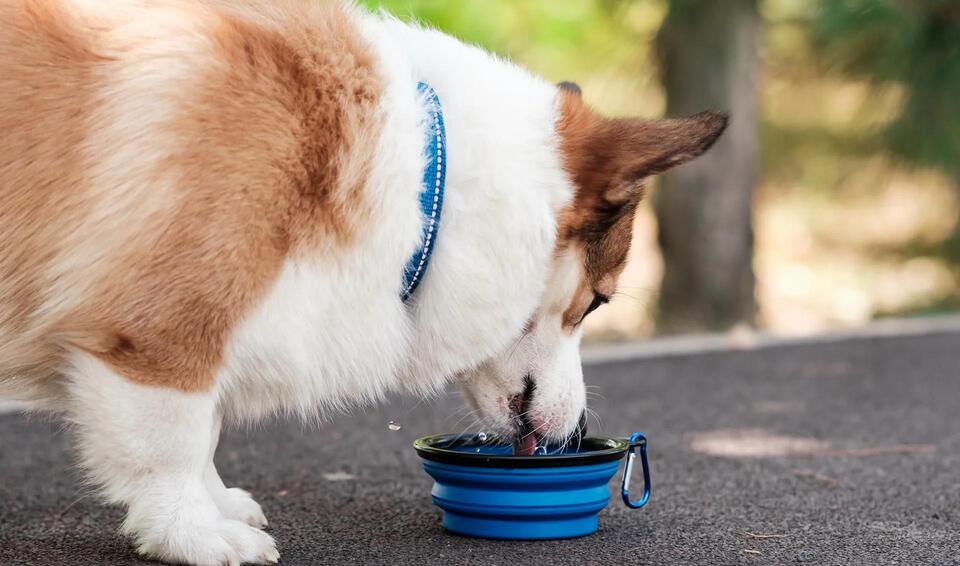 Is Your Dog a Canary in the Coal Mine?