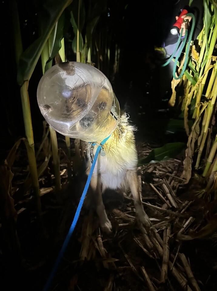 Dog rescued after days with cheese ball bucket head