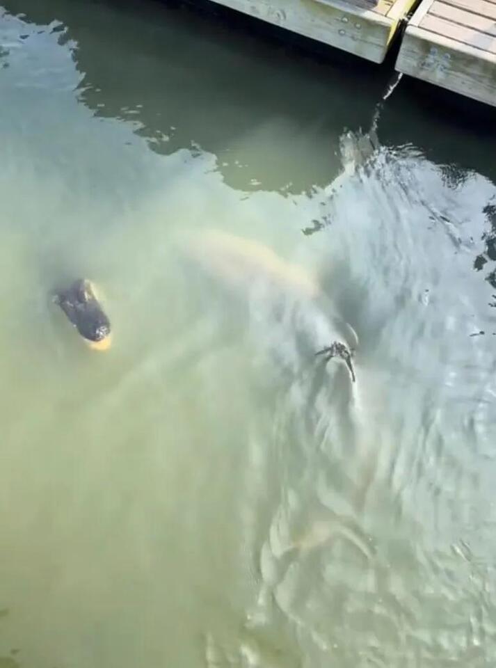 Sharks and gators share Hilton Head waters