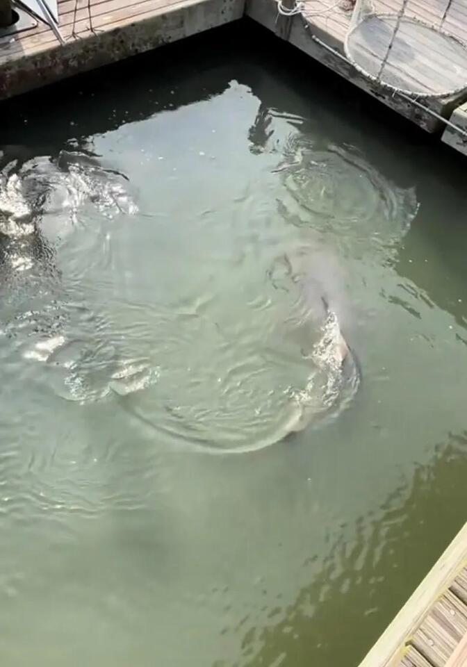 Sharks and gators share Hilton Head waters