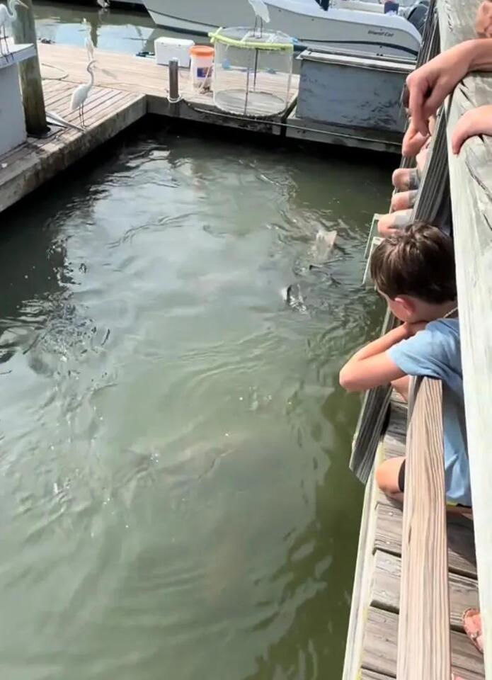Sharks and gators share Hilton Head waters