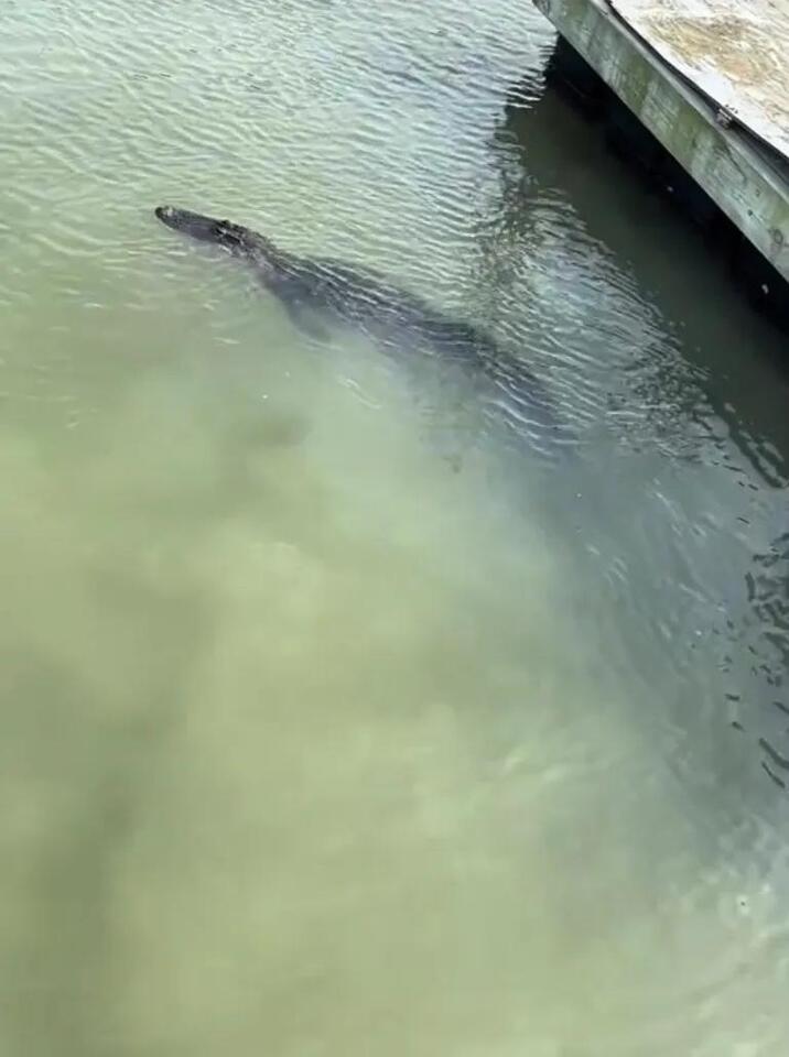 Sharks and gators share Hilton Head waters
