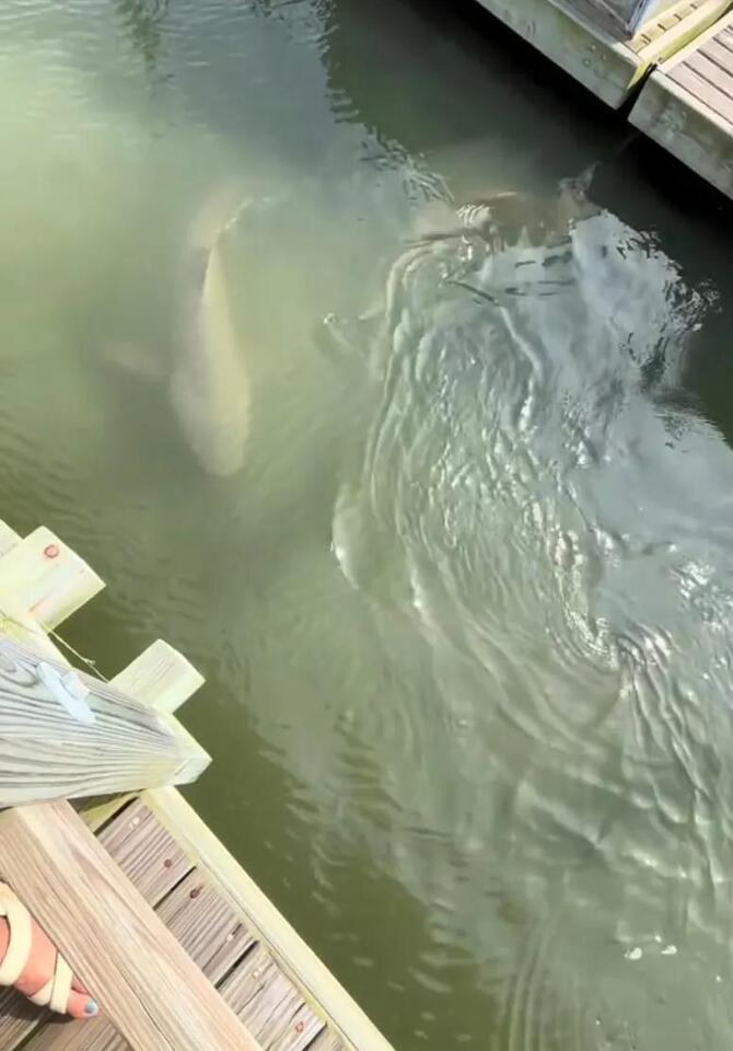 Sharks and gators share Hilton Head waters
