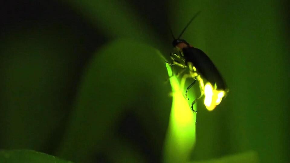 Fireflies Make a Comeback—Lab Style!
