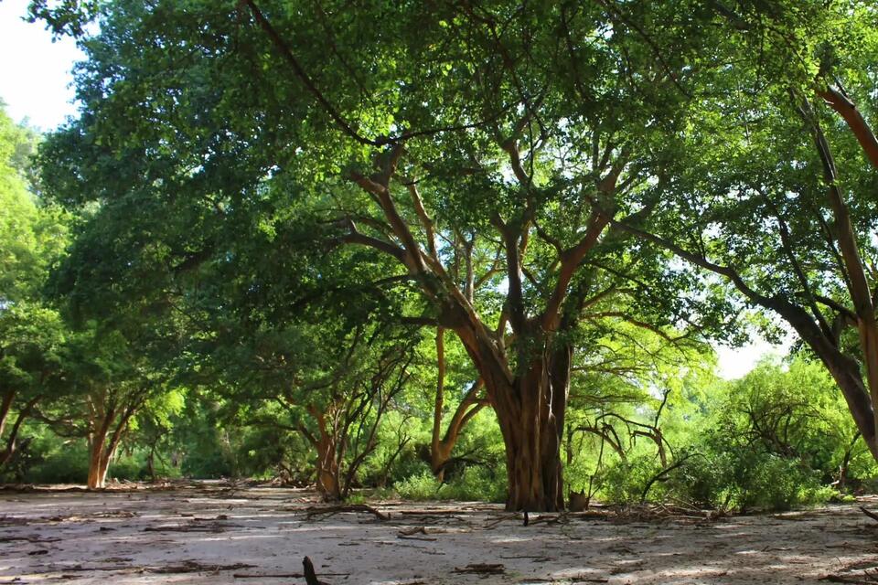 These Trees Literally Turn CO2 Into Stone!