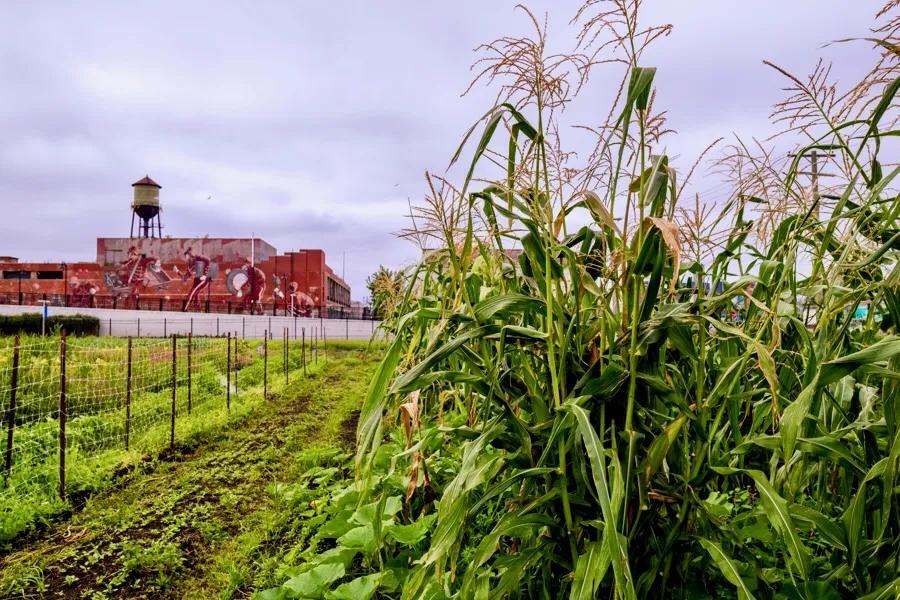 Detroit’s big push for local food power