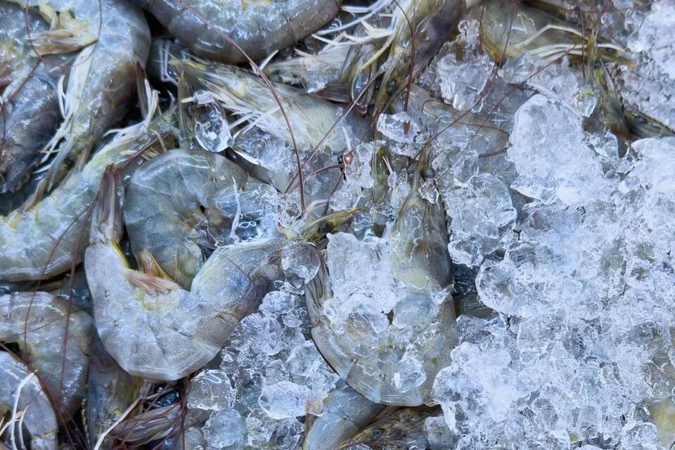 Radioactive Shrimp Recall? Not Again!