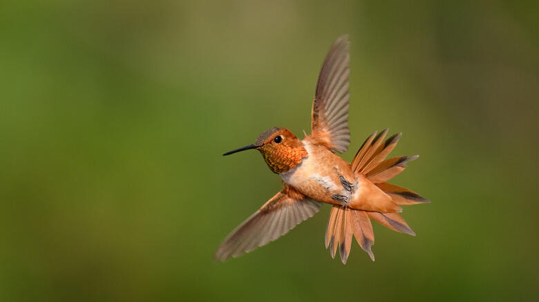 This secret plant keeps hummingbirds visiting all fall