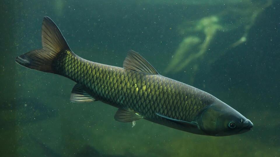 Massive invasive fish shakes up Lake Huron
