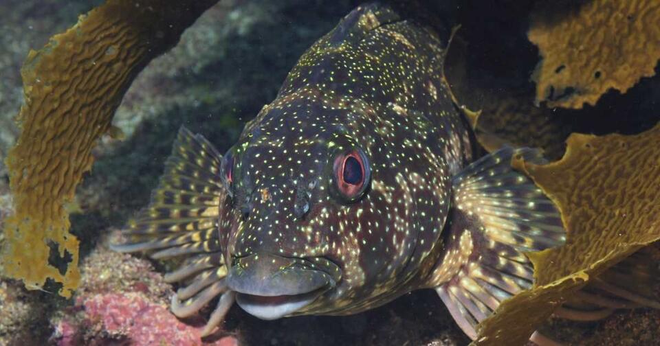 Prehistoric Fish Spotted Alive—70M Years Later!