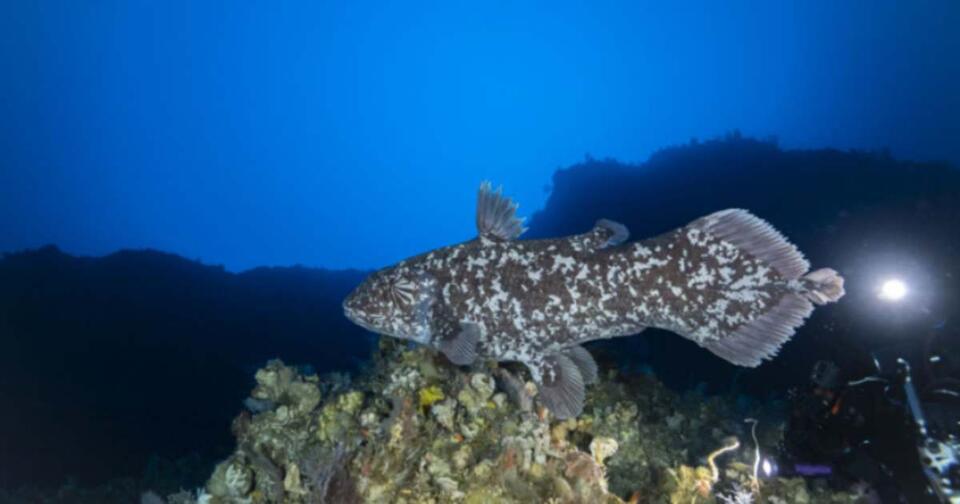 Prehistoric Fish Spotted Alive—70M Years Later!